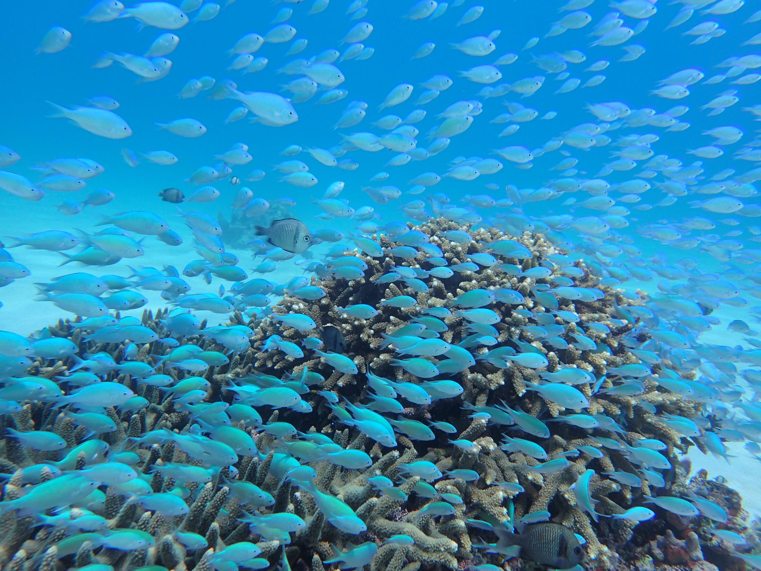 慶良間諸島の海